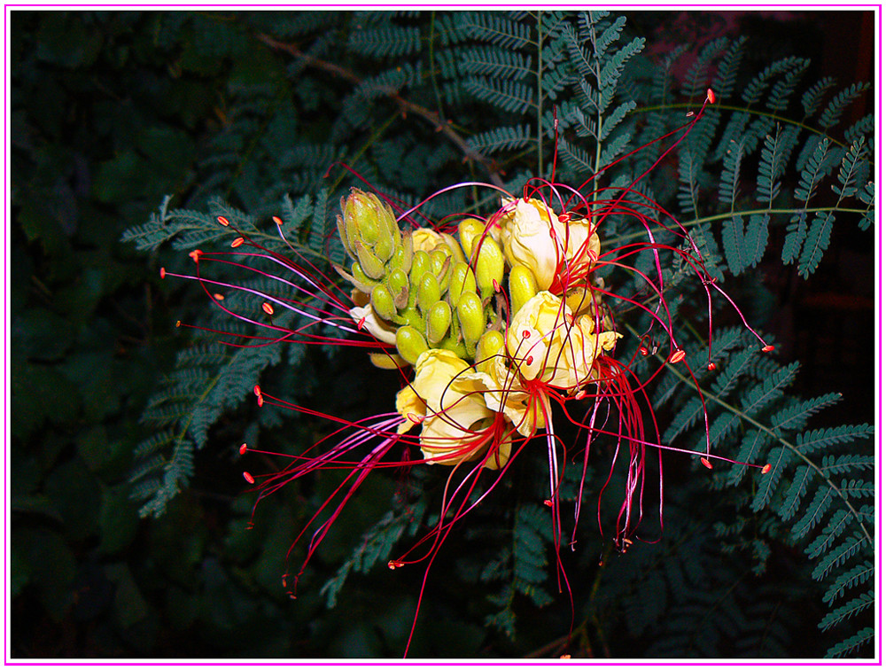 ...un fiore sconosciuto....ma bello !!!