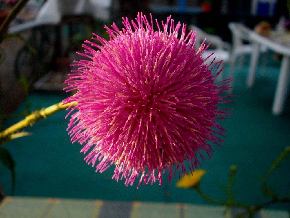 un fiore selvatico