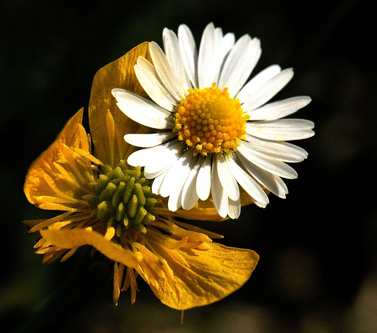 Un fiore semplice...