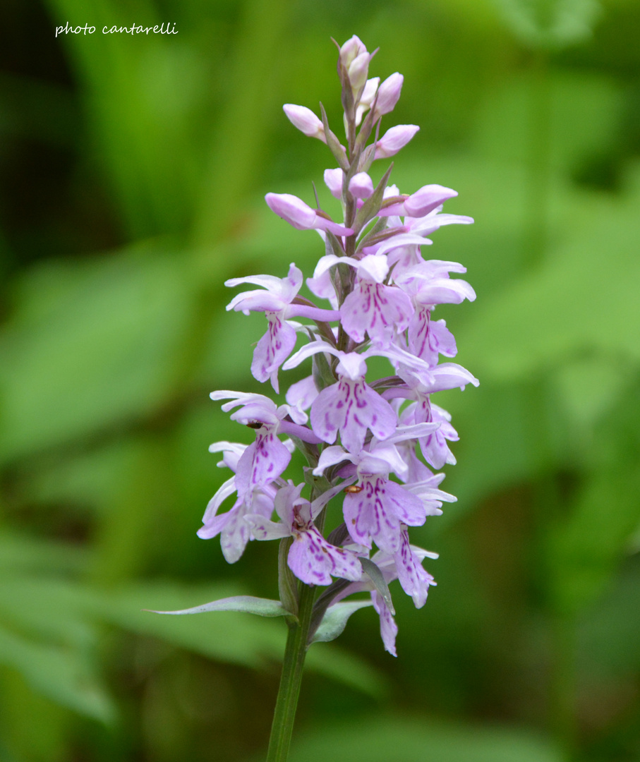 un fiore senza spine e una dedica speciale e un invito