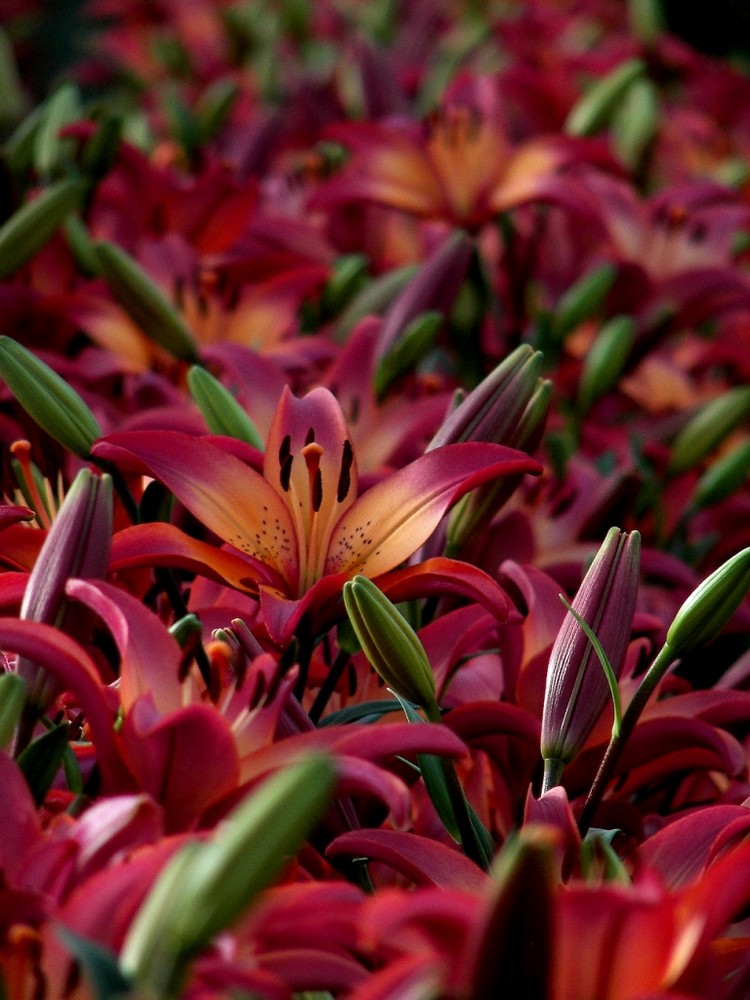 Un fiore tra i fiori