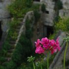 un fiore tra i Sassi ...di Matera