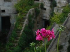 un fiore tra i Sassi ...di Matera