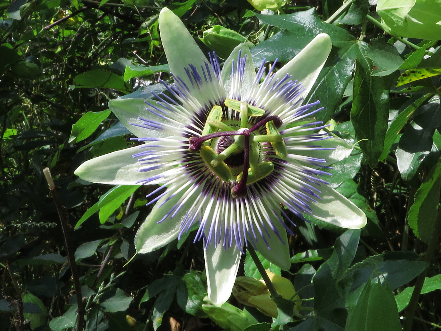 Un fiore un po' verde