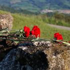 "Un fiore ... un ricordo ..."