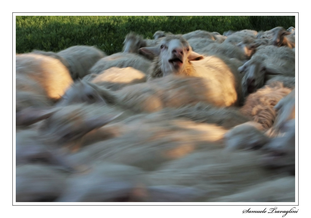 UN FIUME IN PIENA PECORA... ehm.. REGOLA!