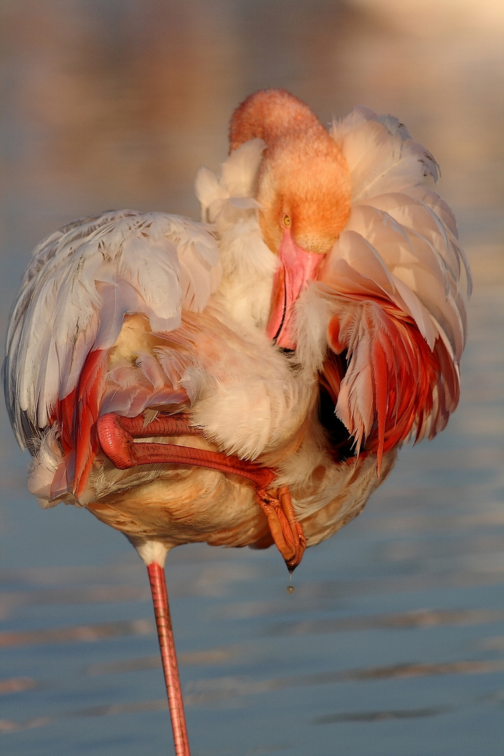 un flamant du Pont de Gau