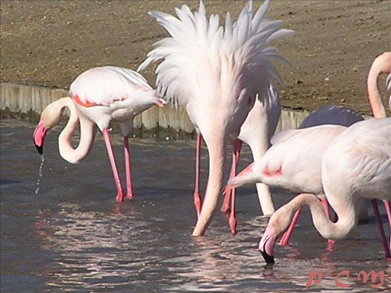 Un Flamant rose Camargue