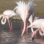 Un Flamant rose Camargue