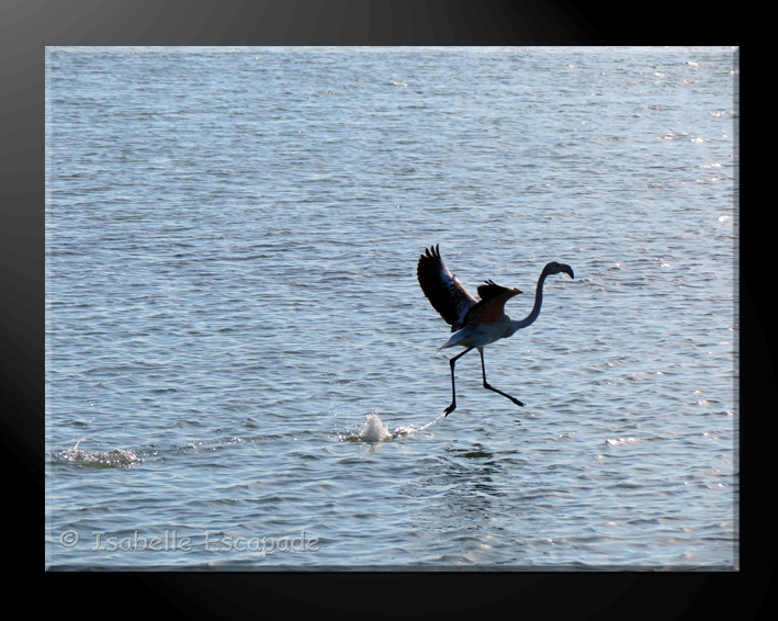 Un flamant sur l'étang