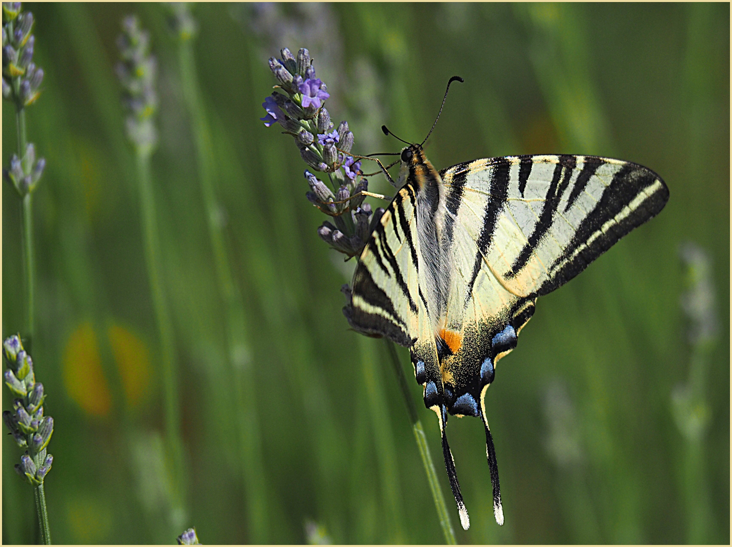 Un flambé dans mon jardin  --  Iphiclides podalirius