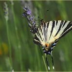 Un flambé dans mon jardin  --  Iphiclides podalirius