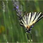 Un flambé dans mon jardin  --  Iphiclides podalirius