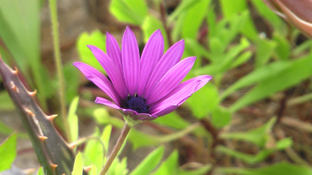 un flor es un flor y es algo.