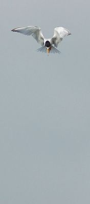 Un fratino prima del tuffo !