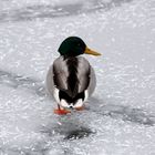 un froid de canard...