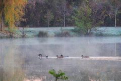 Un froid de canard…