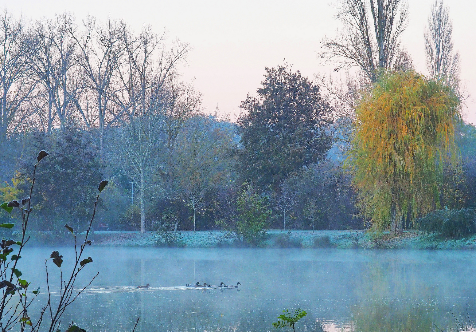 Un froid de canard matinal sur le lac de Mauvezin