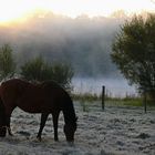 Un froid matin d'automne