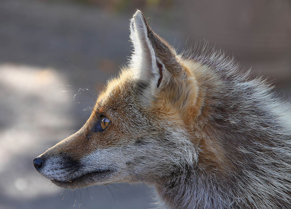 Un "furbo" profilo