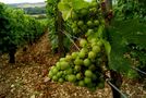 un futur grand cru, domaine du Chablis (Yonne) de ntali 