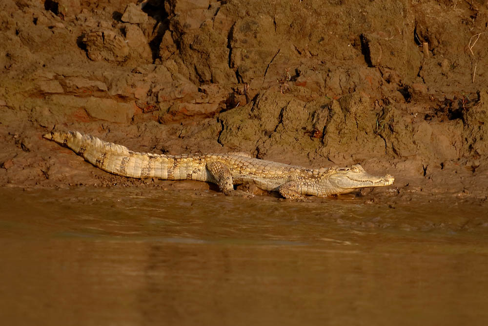 Un (futur) sac à main sur le Madre de Dios, Pérou