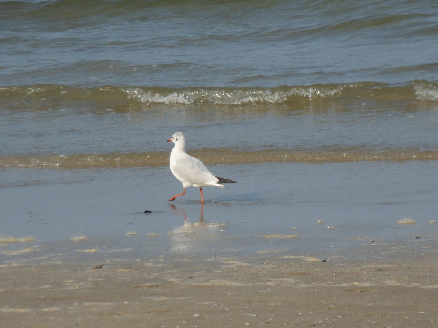 Un gabbiano sulla spiaggia di Riccione tranquillamente passeggia...