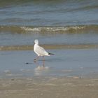 Un gabbiano sulla spiaggia di Riccione tranquillamente passeggia...