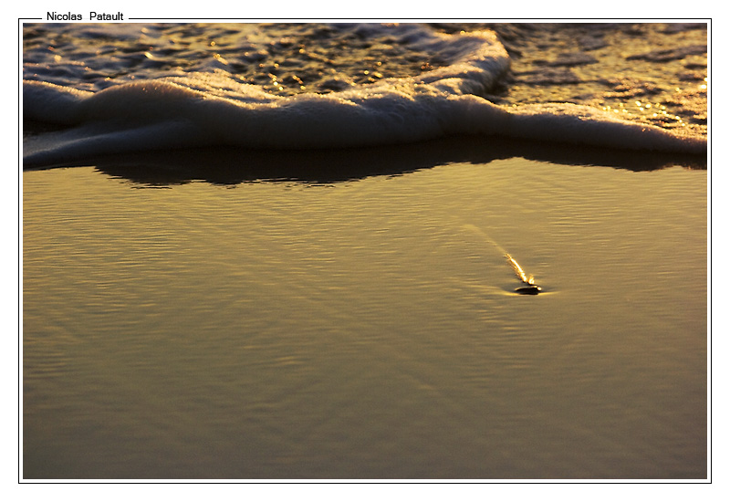 Un galet sur une plage (2)