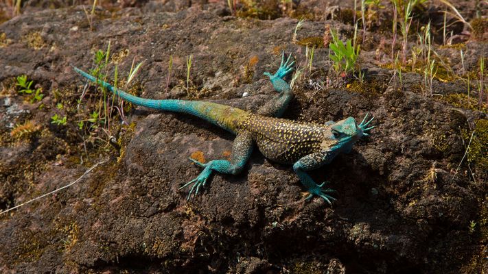 Un gardien du site historique de Lalibela.