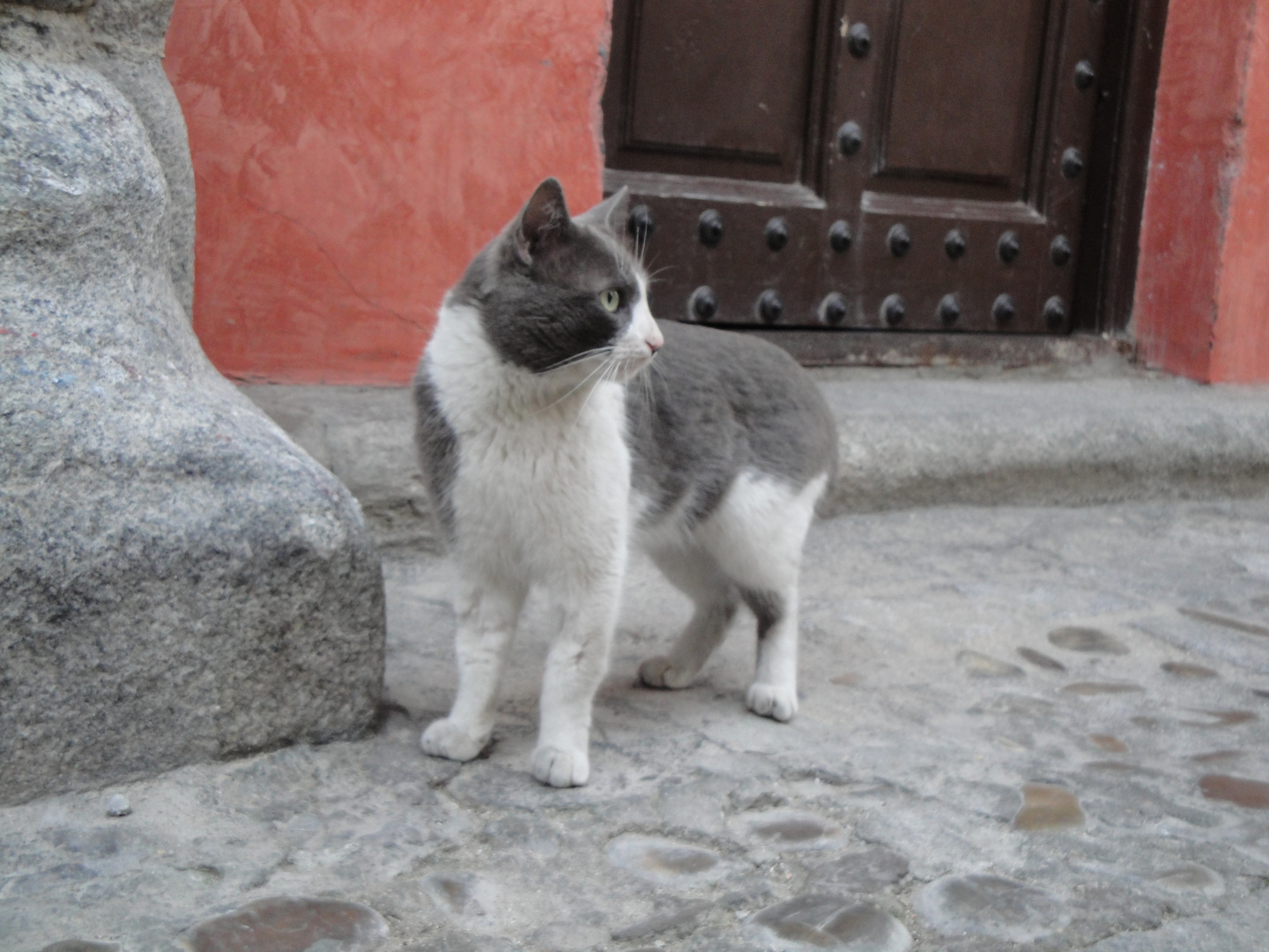 un gato de Toledo