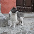 un gato de Toledo