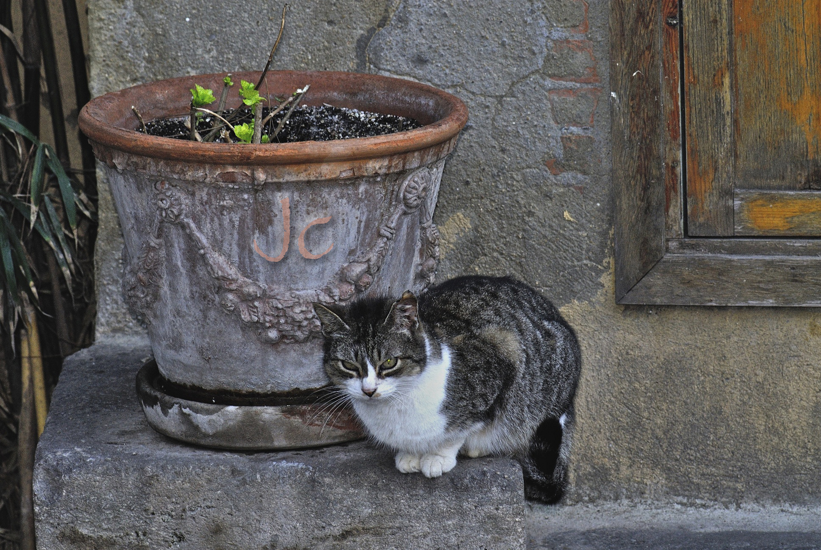 Un gato del BOTANICO de VALENCIA