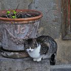 Un gato del BOTANICO de VALENCIA