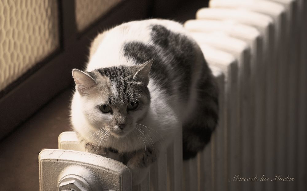 ...un gato en la estación 2...