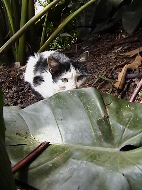 UN GATO EN LA SELVA