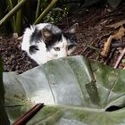 UN GATO EN LA SELVA