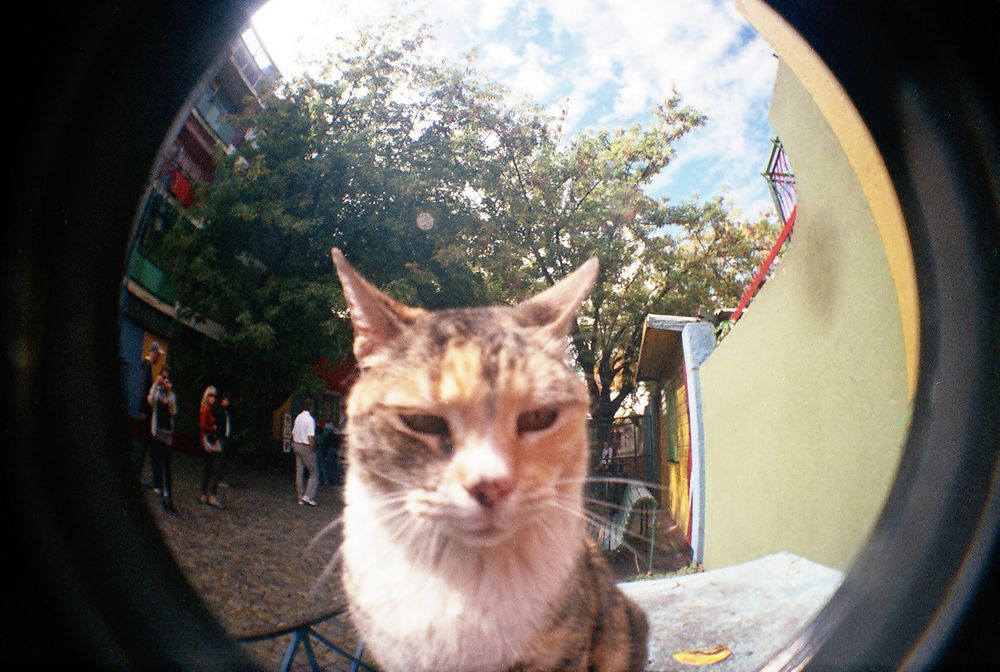 Un gato (robado a contraluz) en la calle, Caminito