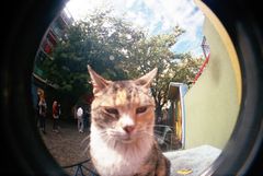 Un gato (robado a contraluz) en la calle, Caminito