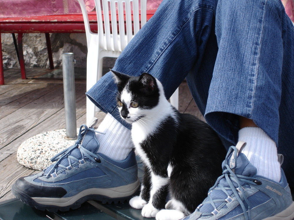 un gattino simpatico