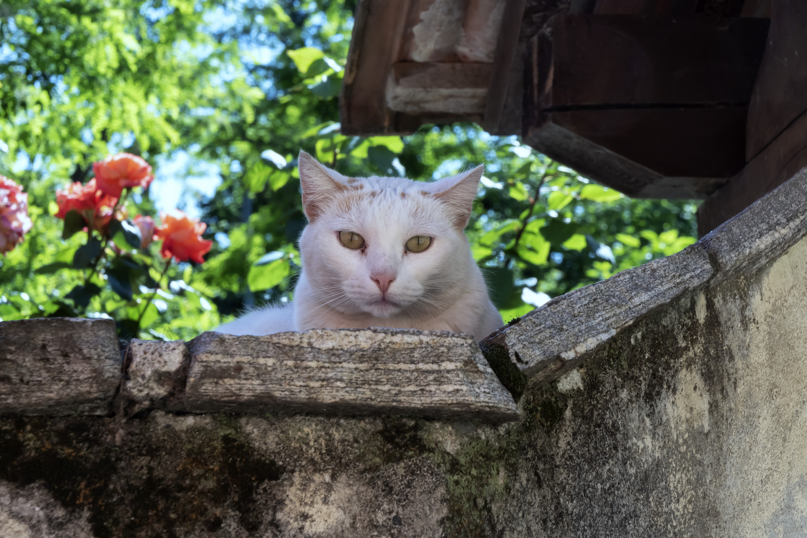 Un gatto a Sarigo