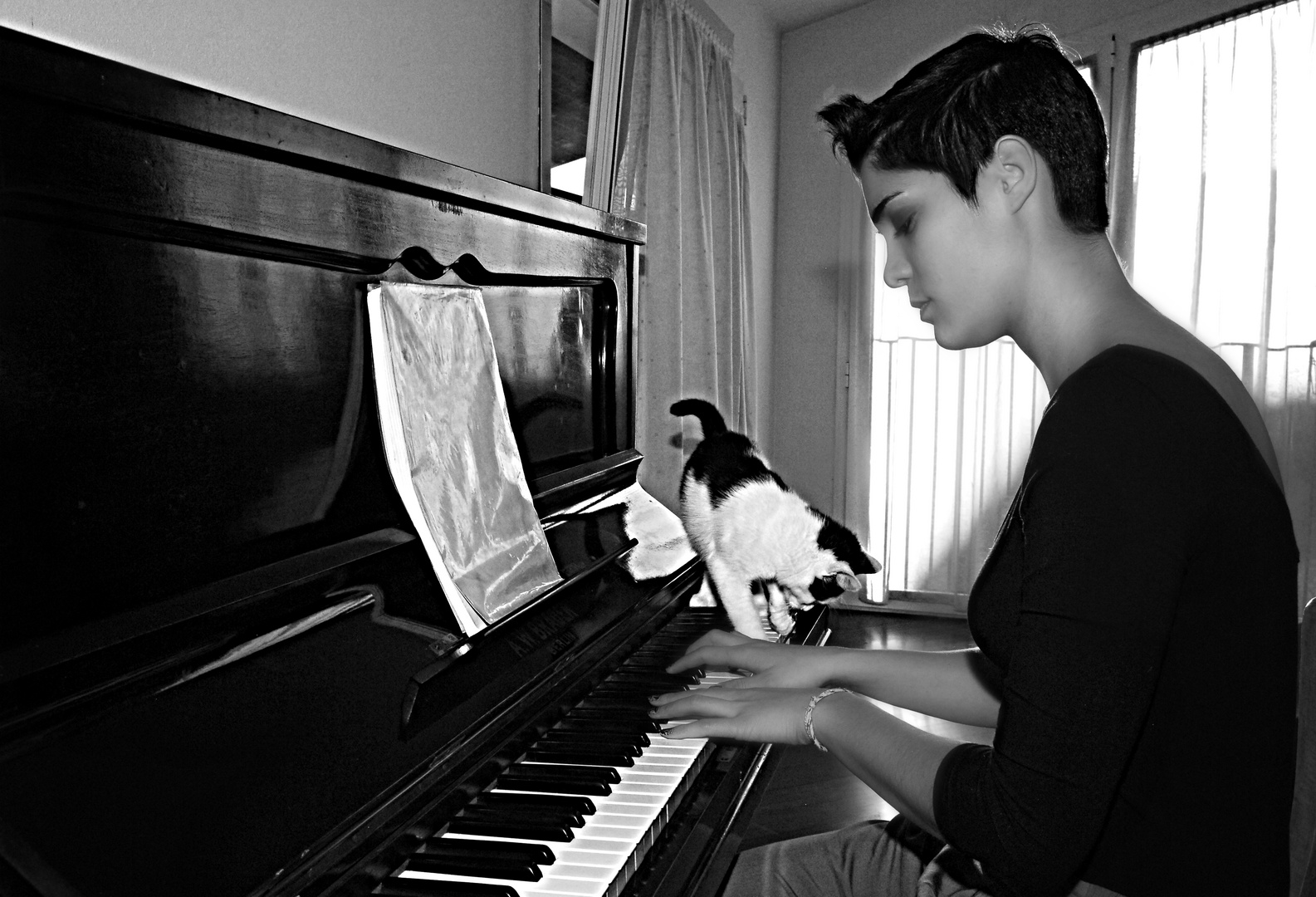 un gatto amante del piano