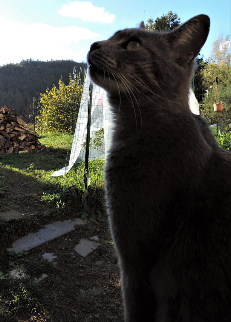 Un gatto dal portamento reale