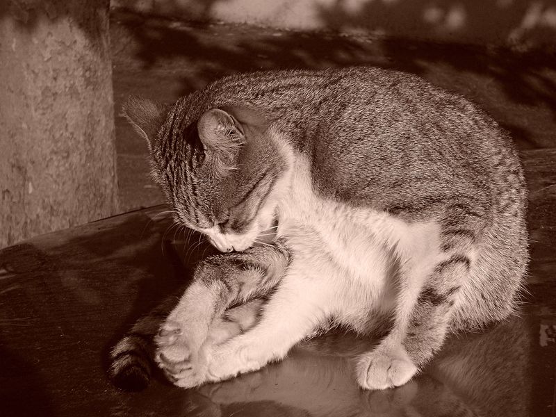 un gatto in bianco e nero