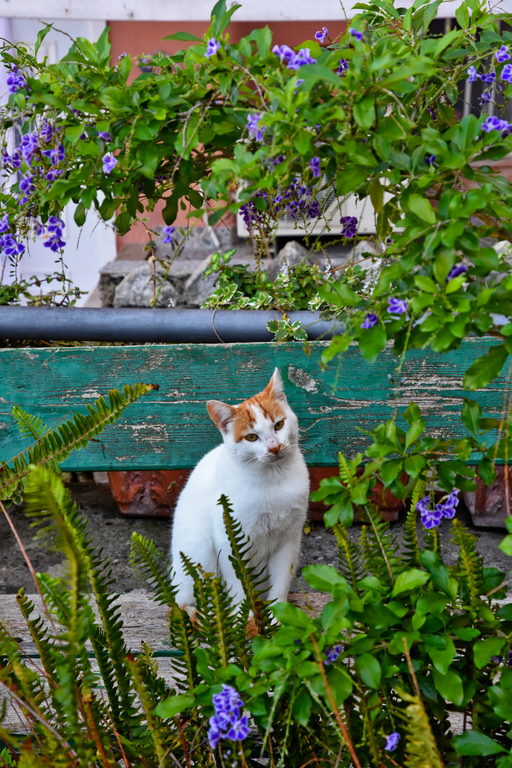 Un gatto nel verde