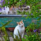 Un gatto nel verde