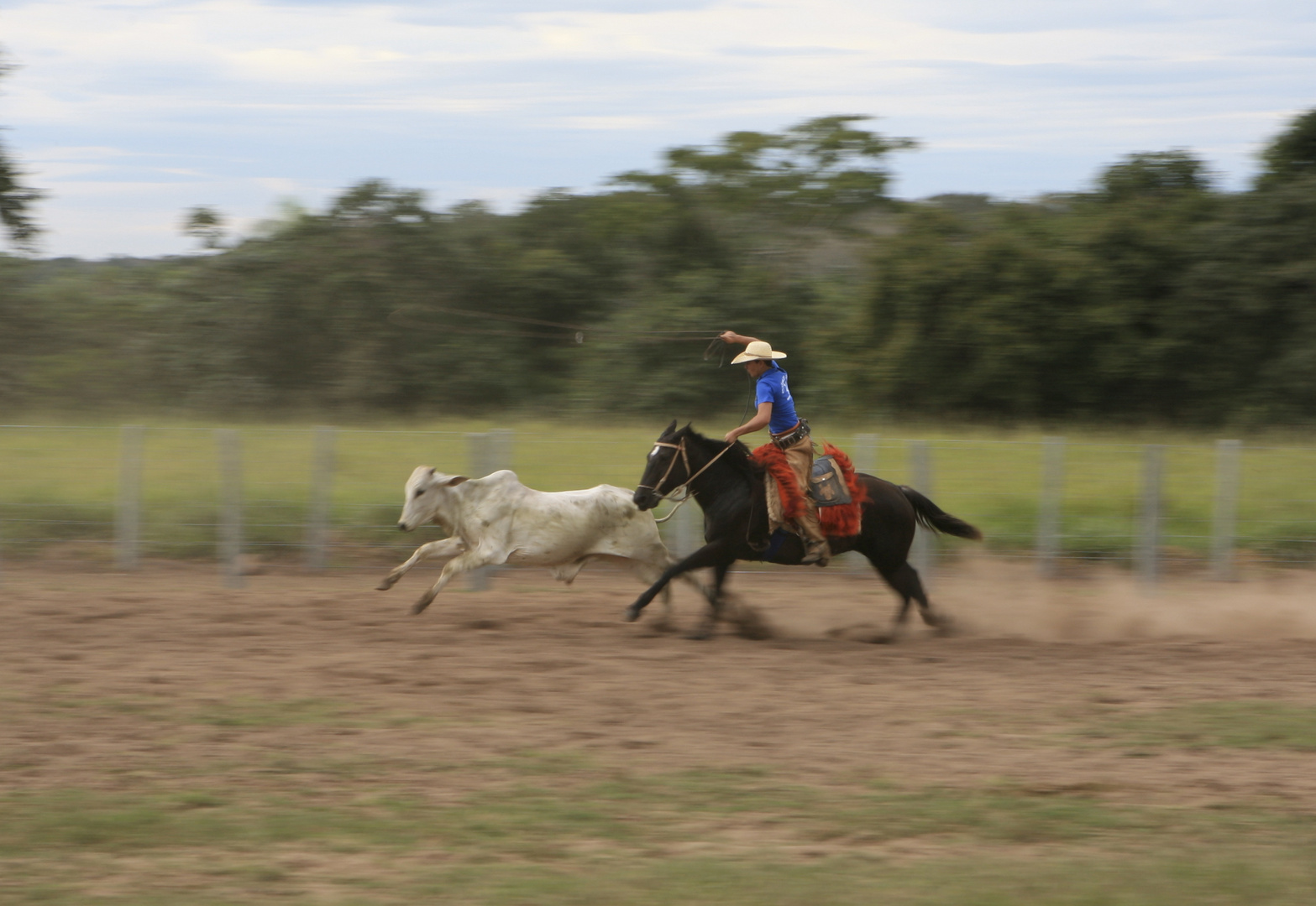 un "gauchos" brésilen à l'action