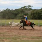 un "gauchos" brésilen à l'action