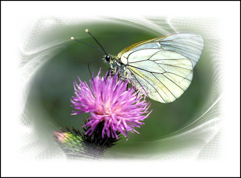 UN GAZE sur fleur de chardon