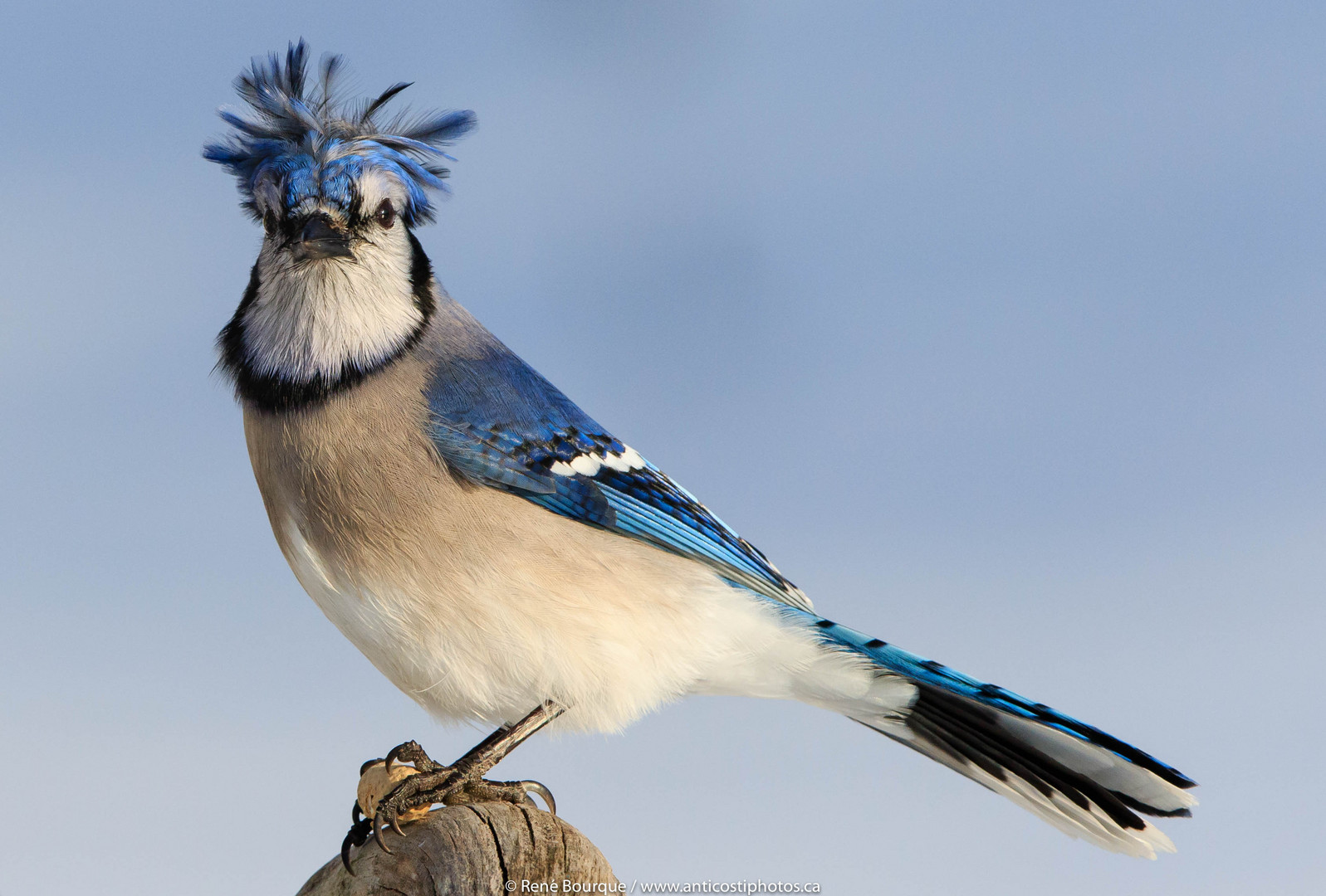 Un Geai Bleu Nous Présente Sa Coiffure Nouveau Style Photo